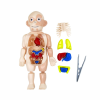 Human Body/Body Anatomy